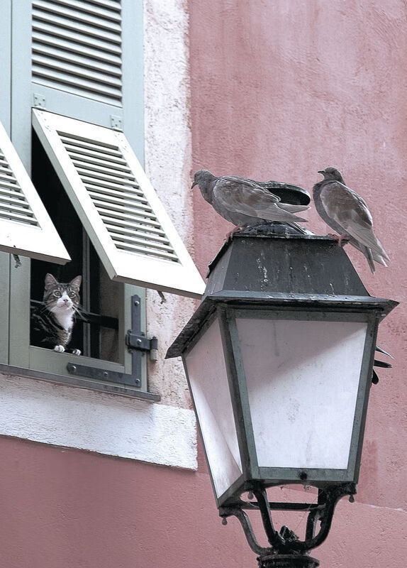 【赛事回顾】55秒爆发,球员如何扭转乾坤夺冠?,nba5秒规则