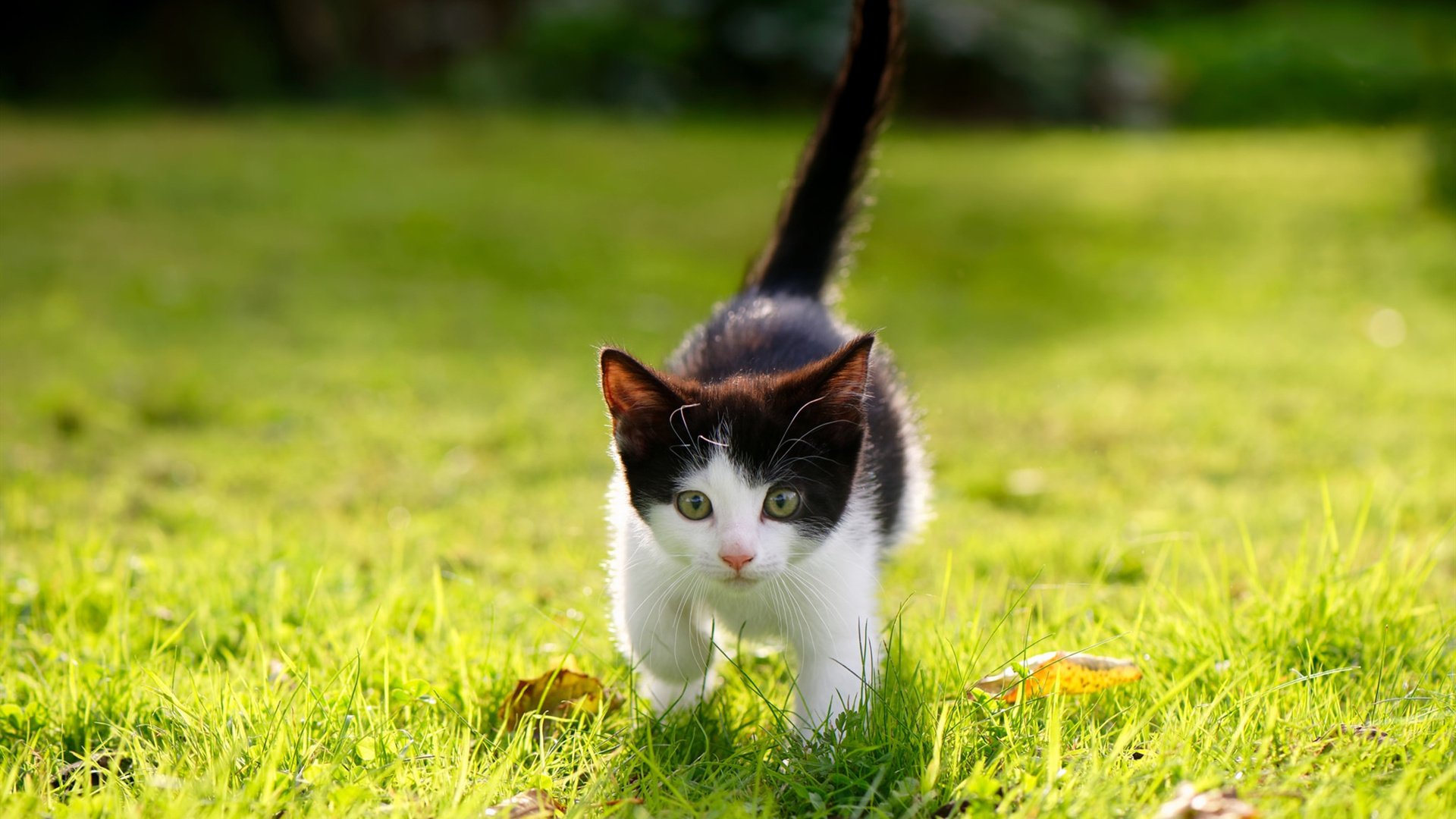 战术革新:巨星新加盟助推球队战斗力飞跃,《战术》