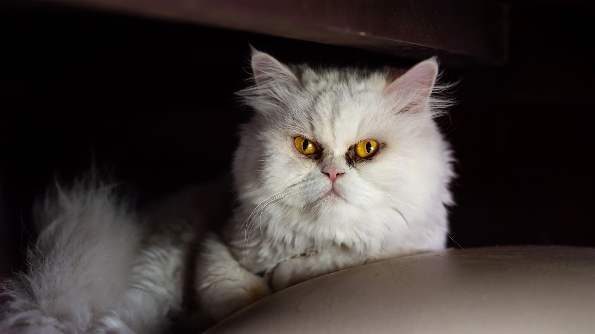 日本队创造多次进球机会,日本进球队员