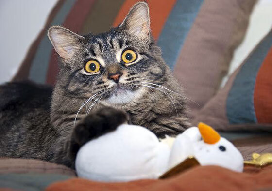 世界各地的F1激情盛会,世界各地的f1激情盛会图片