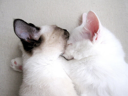 中国青少年篮球培训中心通过国际合作引入先进理念，中国青少年篮球训练营